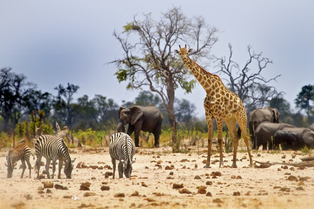 Parco Nazionale di Hwange